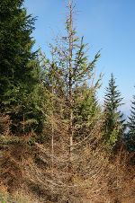 Kupferstecher © LFD